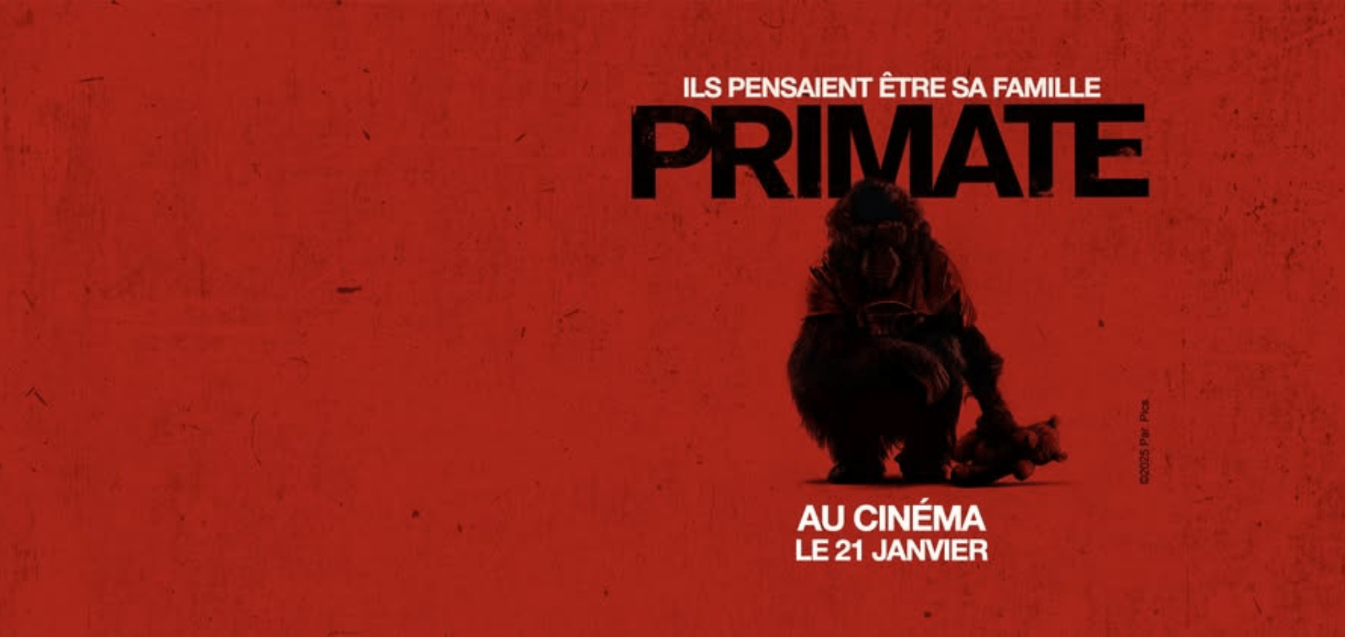 actualité primate